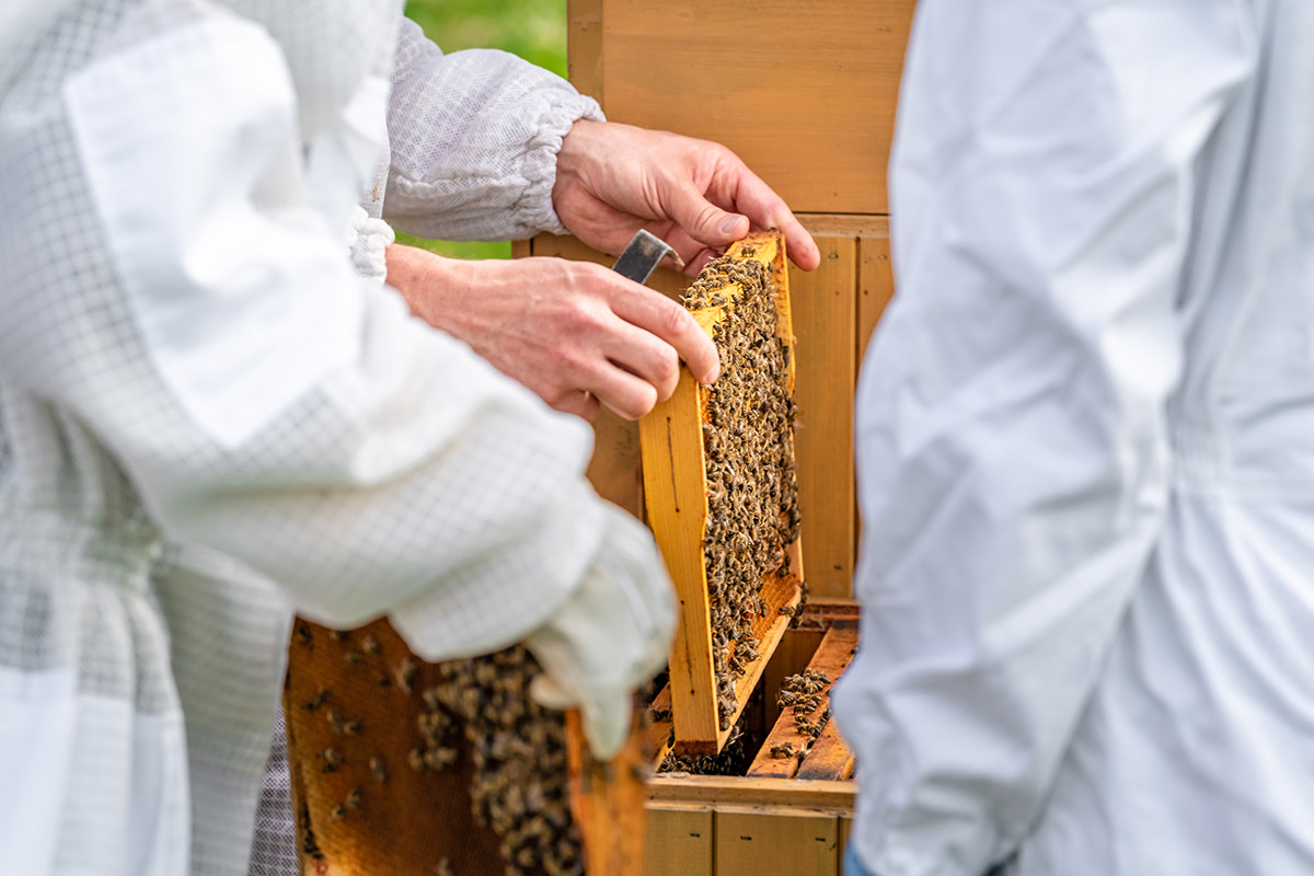 wax-frame-in-bee-hive-honey-production-2021-06-23-17-33-24-utc.jpg